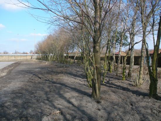 Site