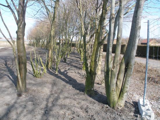 Site